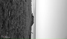 Фотография Тумас Кэт