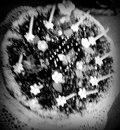 Аліска Копик фотография #28 (источник - https://vk.com/id145108877)