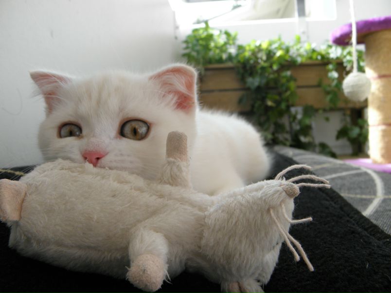 Эля Лёшенка фото №28