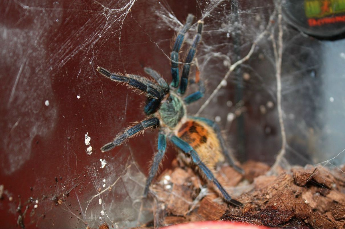 Дмитрий Борисенко фотография #32