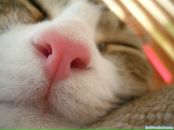 Фотография Шустовской Надежды