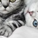 Наталія Олійник фотография #27 (источник - https://vk.com/id85387598)