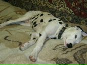 Антон Котов фотография #22 (источник - https://vk.com/id288997)