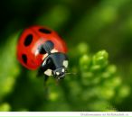 Фотография Лукиной Веры