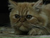 Фотография Шишебаровой Тани