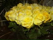 Фотография Цыганковой Светланы