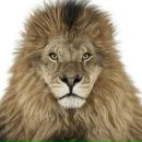 Фотография Zingilevskiy Олега