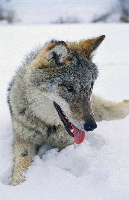 Симба Лев фотография #26