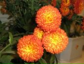 Ліля Когут фотография #37 (источник - https://vk.com/id71418373)