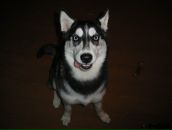 Фотография Ашихминой-Музыко Людмилы