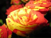 Надія Осійчук фотография #5 (источник - https://vk.com/id14420279)