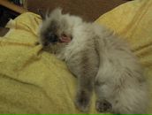 Фотография Житомирской Ксении