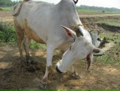 Фотография Радионова Романа