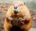 Фотография Дьяченко Ильи