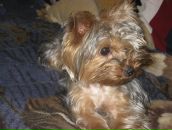 Вован Sid фотография #41 (источник - https://vk.com/id489035)