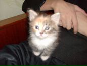 Фотография Тихомировой Катерины