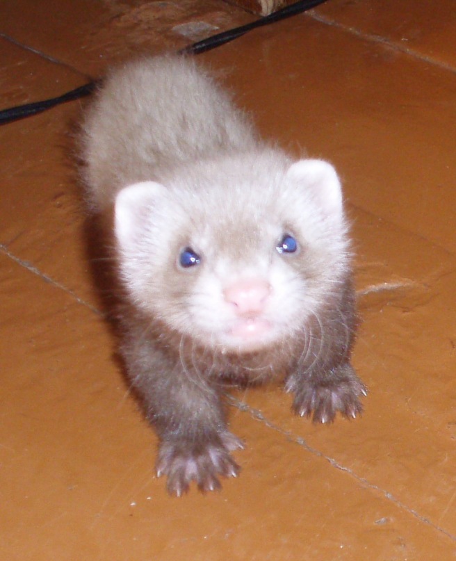 Велл Вэлыч фотография #13