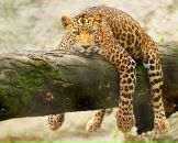 Фотография Лузинова Александра