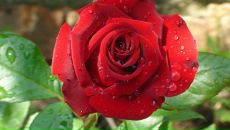 Марічка Кликоцька фотография #16 (источник - https://vk.com/id107635625)