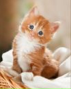 Марія Рудик фотография #26 (источник - https://vk.com/id155416483)