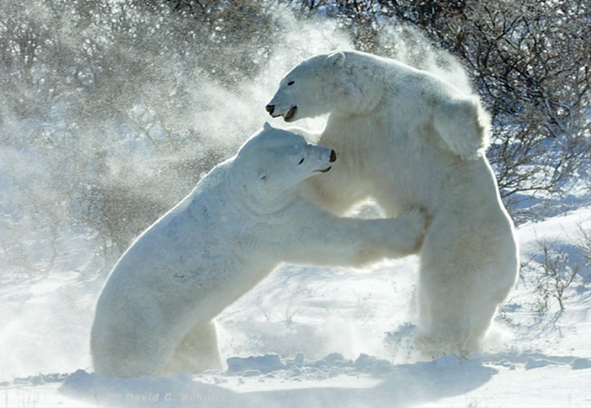 Эдвард Косков фотография #40