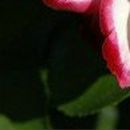 Екатерина Бояринова фотография #24 (источник - https://vk.com/id2134049)