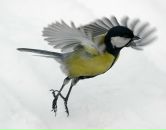 Фотография Синичкиной Анны