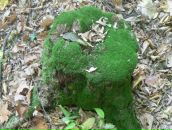 Віталій Панасюк фотография #38 (источник - https://vk.com/id67183575)