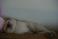 Оксана Долінська фотография #30 (источник - https://vk.com/id9744566)