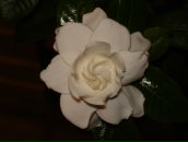 Фотография Черняк Елены