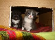 Марічкасмерічка Тарасюк фотография #22 (источник - https://vk.com/id7607663)