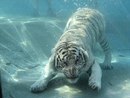 Андрій Кукуй фотография #2 (источник - https://vk.com/id170126542)