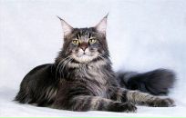 Лілія Пасічник фотография #47 (источник - https://vk.com/id31236543)