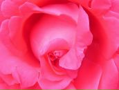 Фотография Рахматуллиной Нафисы