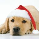 Андрій Діденко фотография #9 (источник - https://vk.com/id70474615)