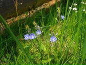 Христина Вівчарик фотография #35 (источник - https://vk.com/id56368437)