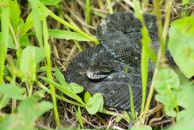 Виталий Маланин фотография #43 (источник - https://vk.com/id698311)