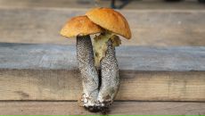 Дмитрий Крамарев фотография #34 (источник - https://vk.com/id274882)