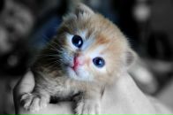 Фотография Серый Сергей