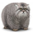 Свин ^_^ фотография #9 (источник - https://vk.com/id60082165)