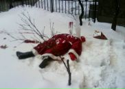 Фотография Сенотрусова Владимира