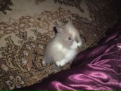 Сергій Миринович фотография #12 (источник - https://vk.com/id78410914)