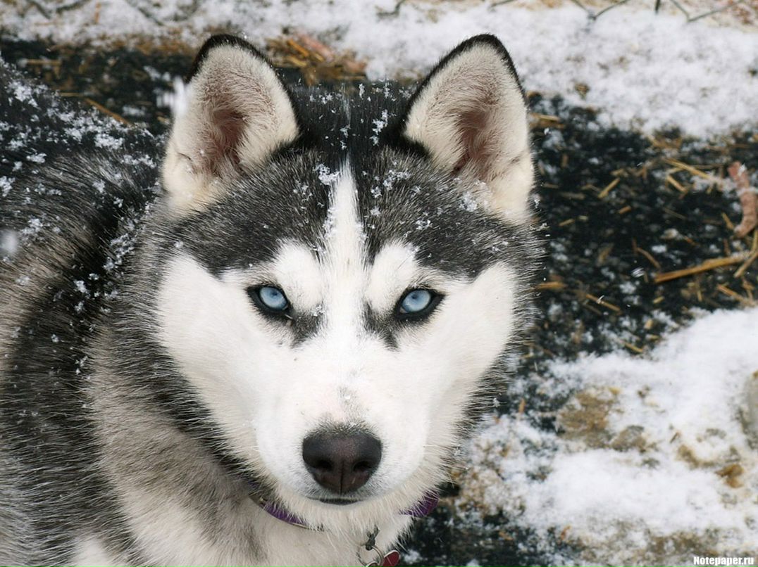 Дима Болдин фотография #8