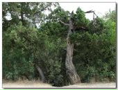 Олег Вілігурський фотография #32 (источник - https://vk.com/id14782698)