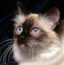 Фотография Парфенон Анны