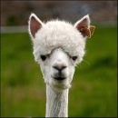 Фотография Кропотовой Юлии