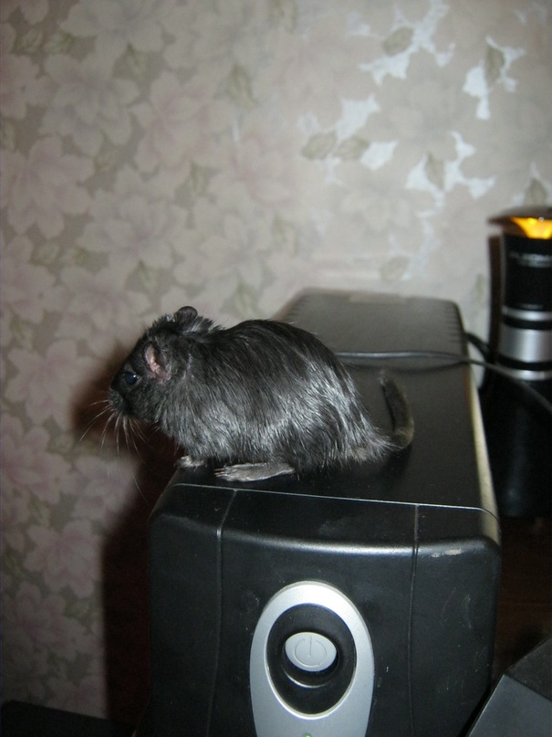 Яша Мышкин фотография #23