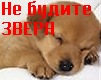 Міша Старошевський фотография #14 (источник - https://vk.com/id71441761)