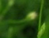 Анна Кукуруза фотография #23 (источник - https://vk.com/id52156613)