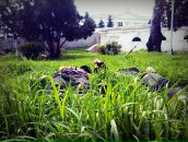 Фотография Вишневская Фотограф Таисии